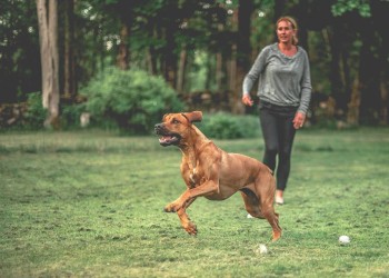 Hundinstruktör sökes till Koppla Av Hundcenter i Mölndal!